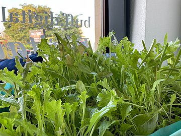 Buff's grüne Salatpflanzen 2023